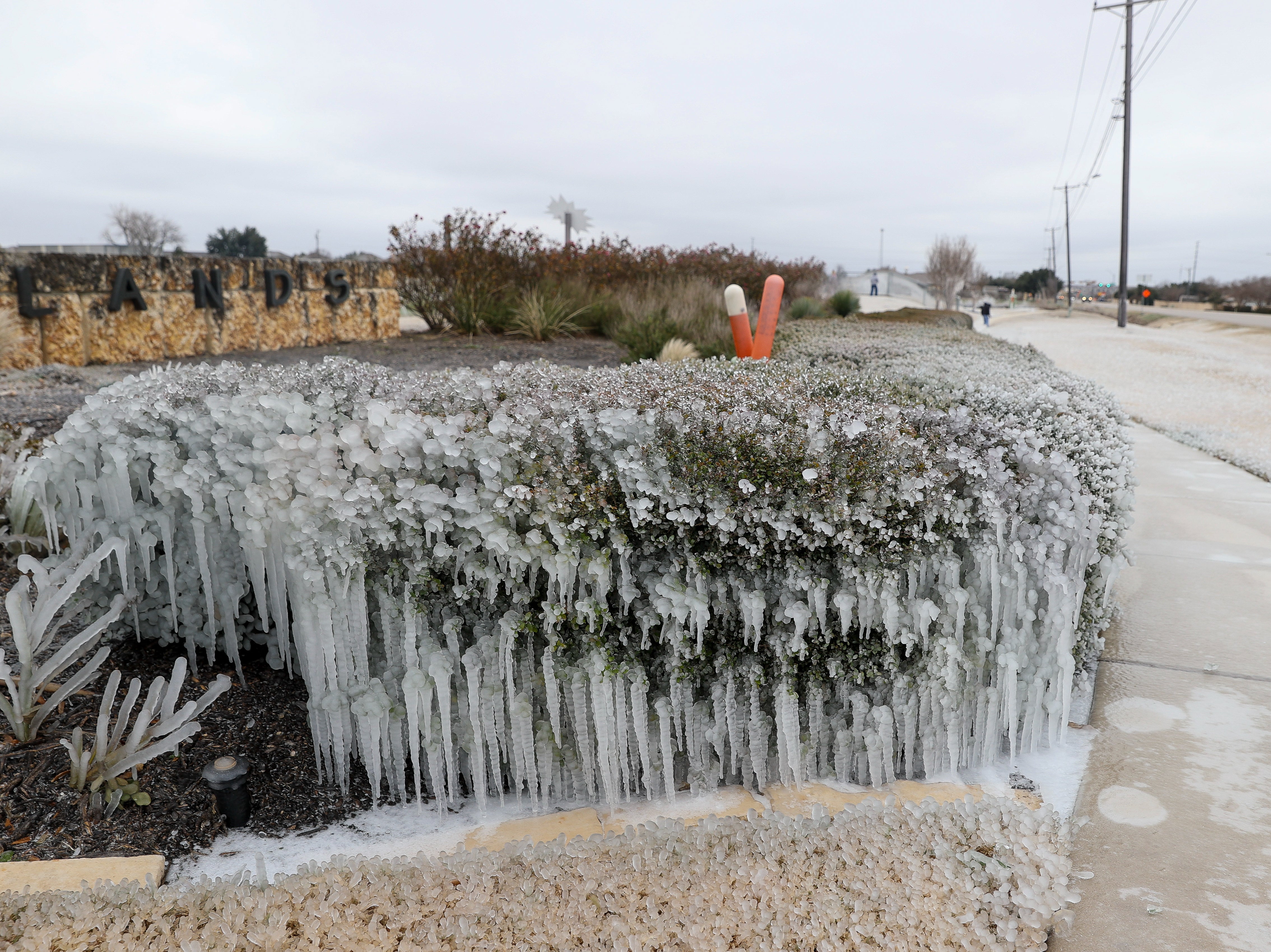 A bush frozen solid in Austin, Texas