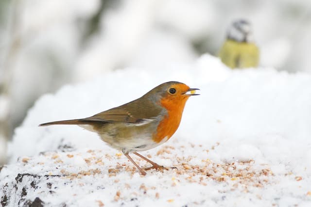 <p>Winter garden walks offer a certain kind of charm</p>