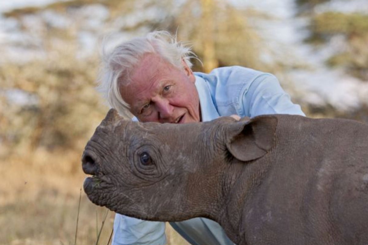 David Attenborough: 22 biggest must-watch TV moments