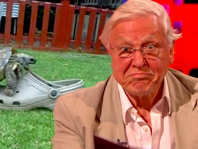 David Attenborough jokingly narrating raunchy tortoise video on ‘The Graham Norton Show’