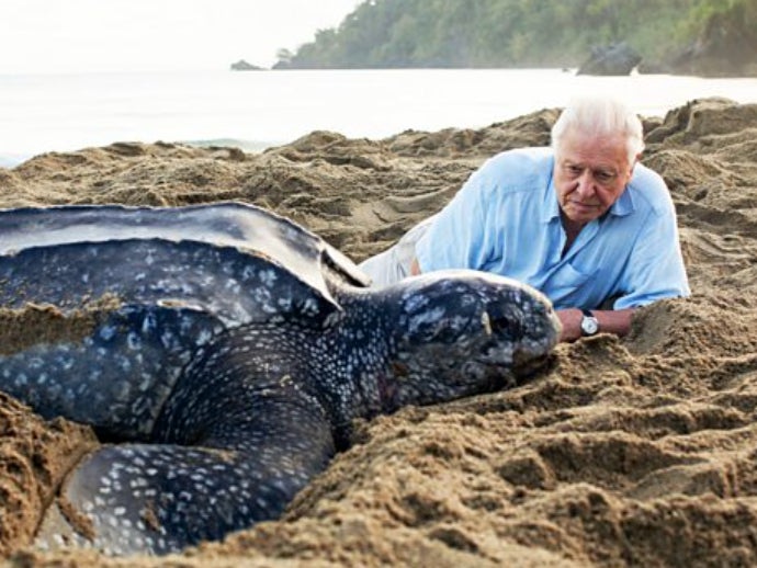David Attenborough and a leatherback turtle on ‘Blue Planet II’