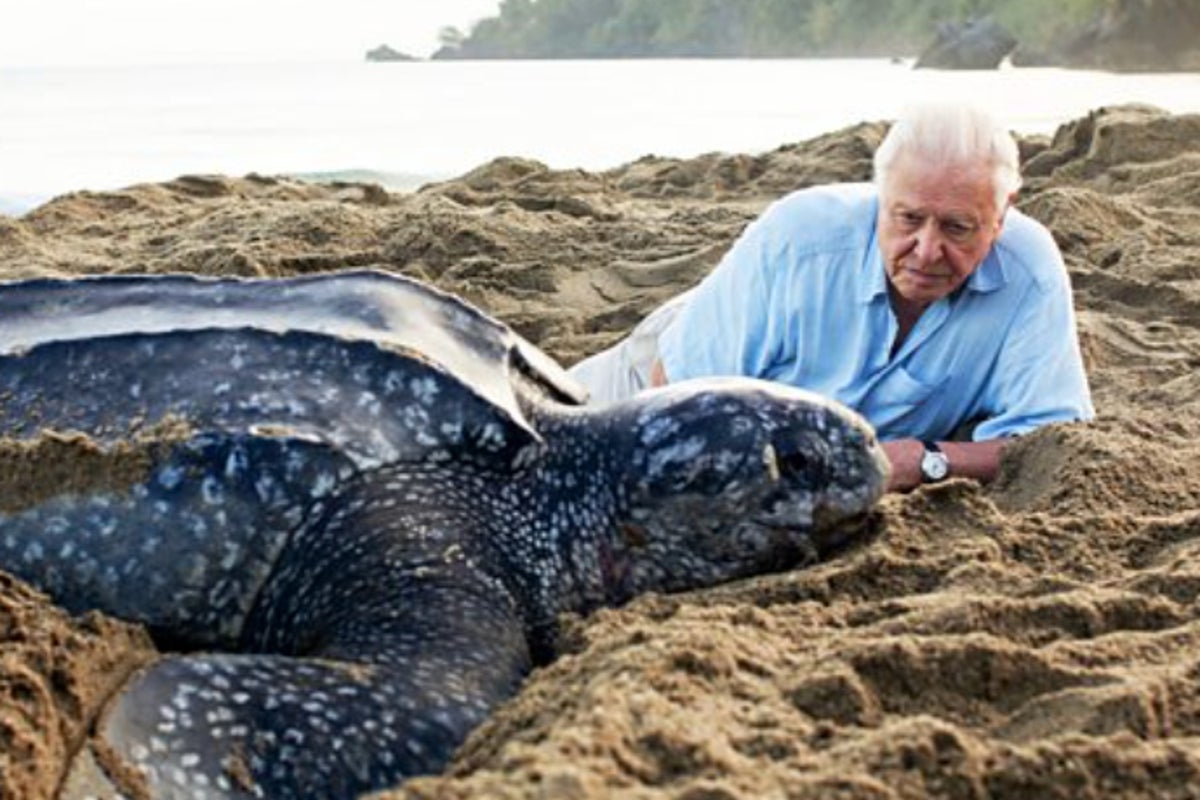 David Attenborough: A Century of Wonder and Witness