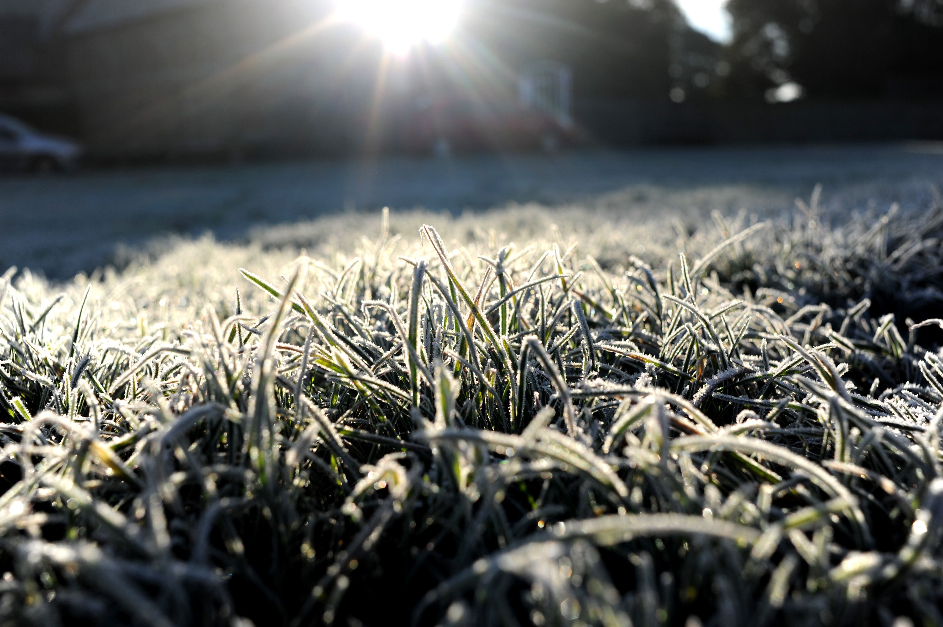 A lawn in winter