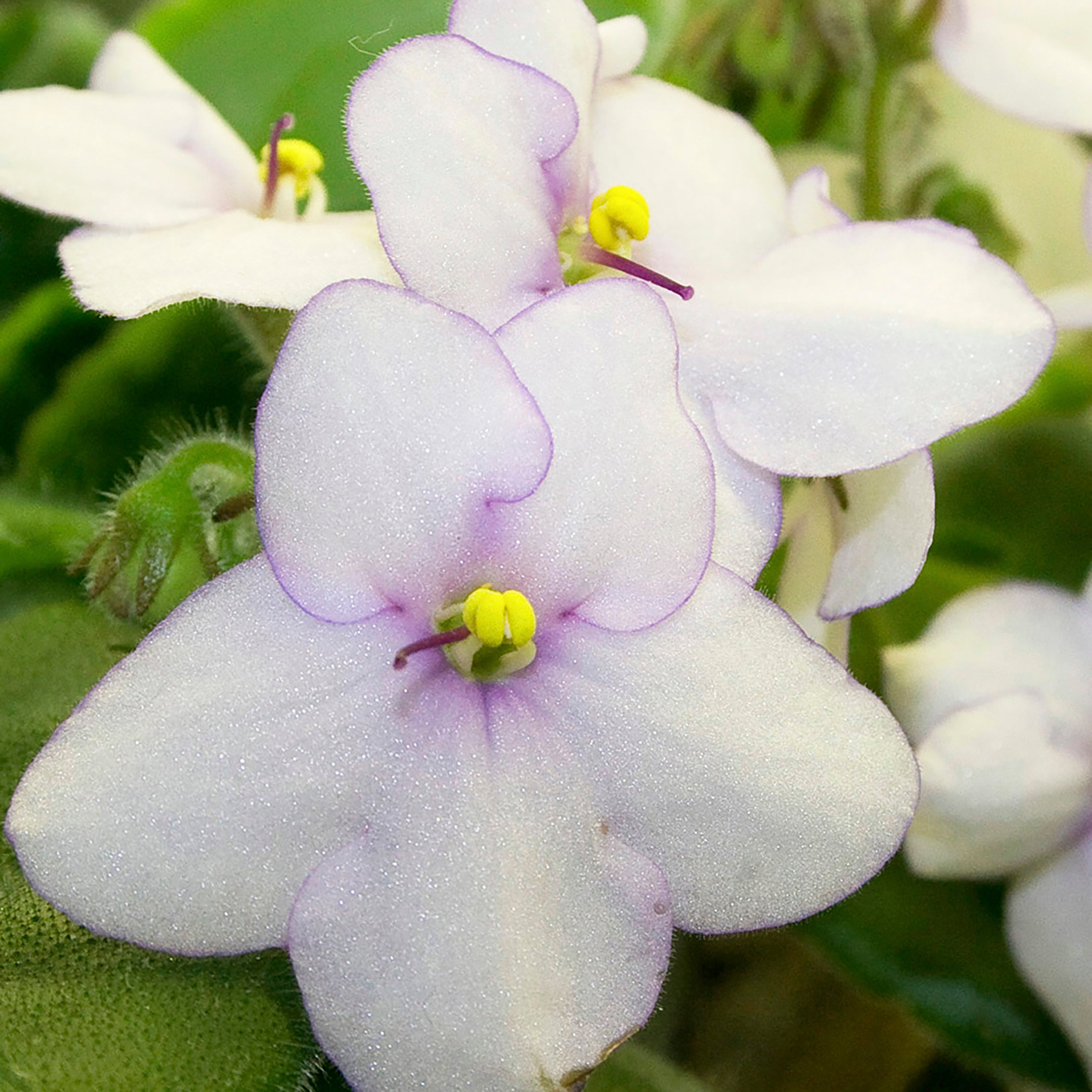Gardening-African Violets