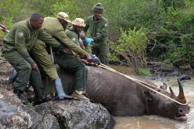 APTOPIX Kenya Relocating Rhinos