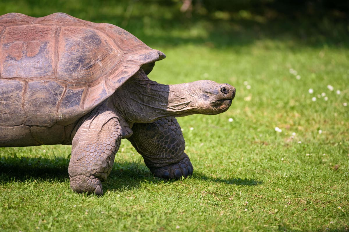 Police interview man in mystery over seven dead giant tortoises found in woods