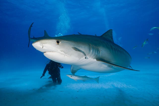 <p>FILE PHOTO of a Tiger Shark </p>