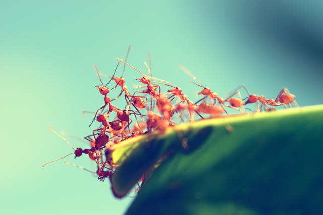 <p>Fire ants are known to be one of the world’s most invasive species and they are now spreading across Australia </p>