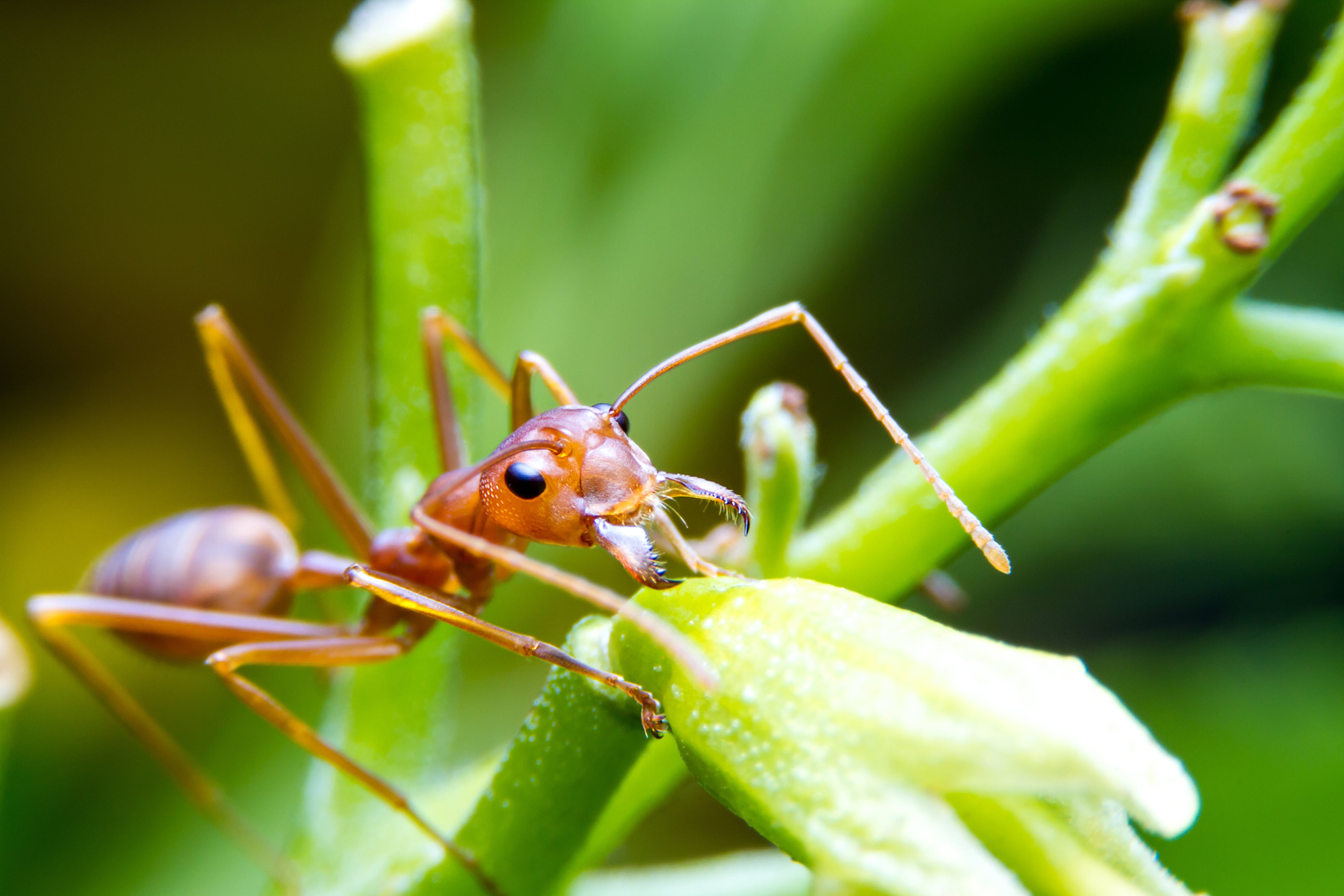 The 83-year-old was found lying on an ants’ nest