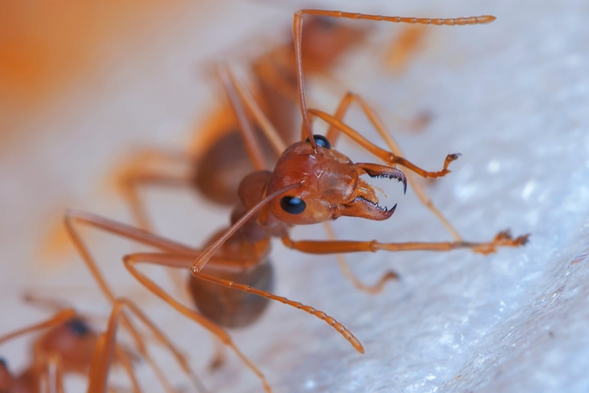 Why are people smuggling ants into the US?