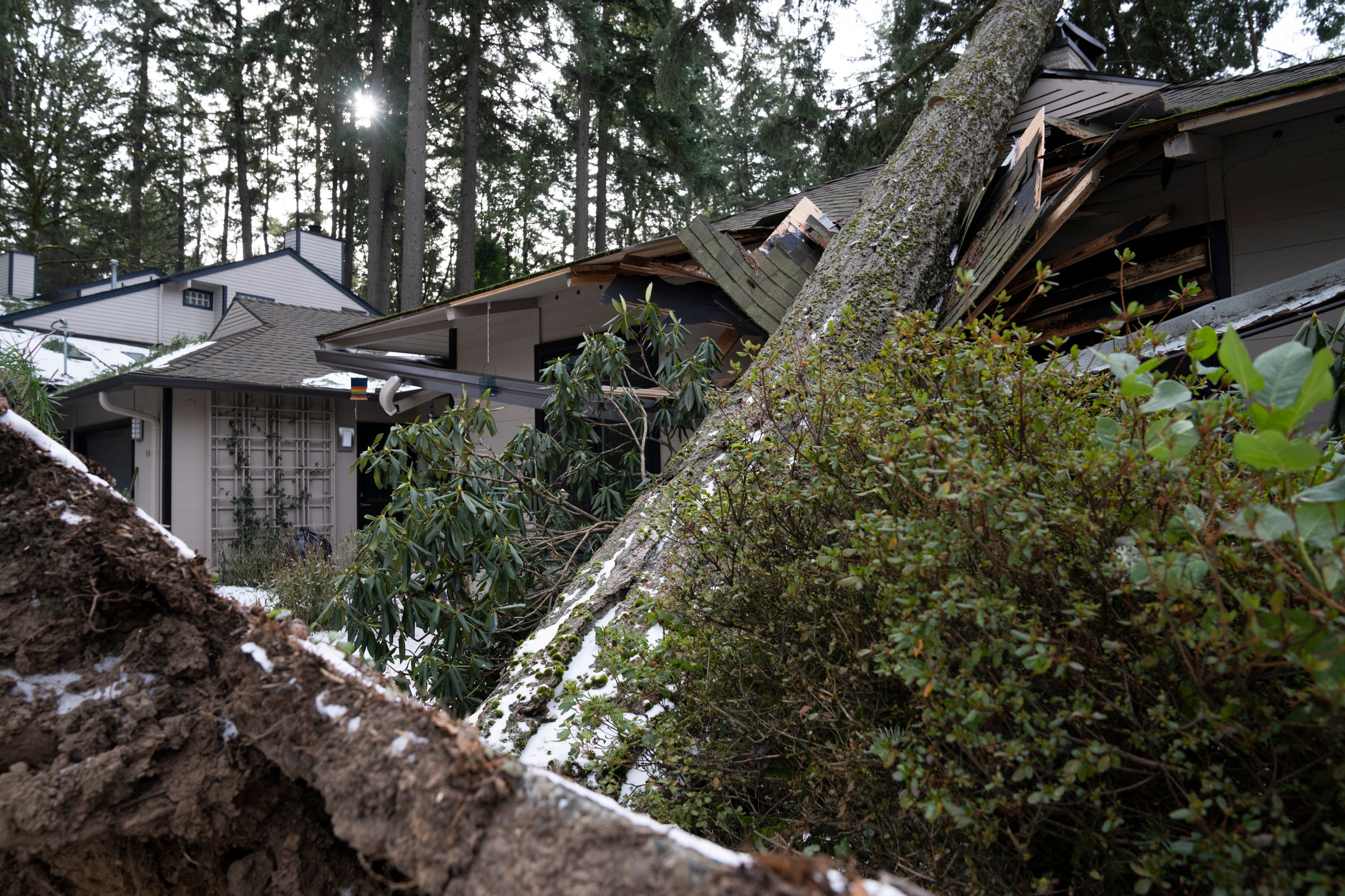 A tree rests on the roof of a Lake Oswego, Oregon home after falling during a winter storm on 16 January 2024
