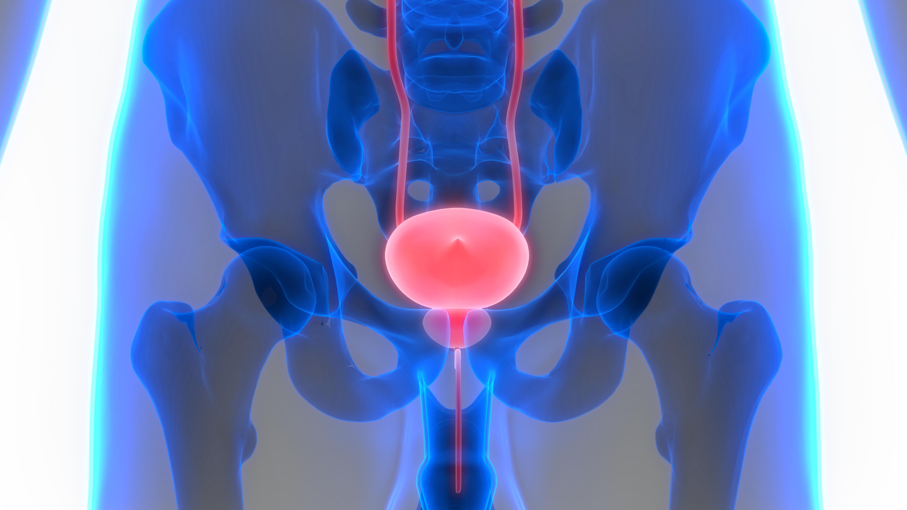 A stock image of a male urinary system.