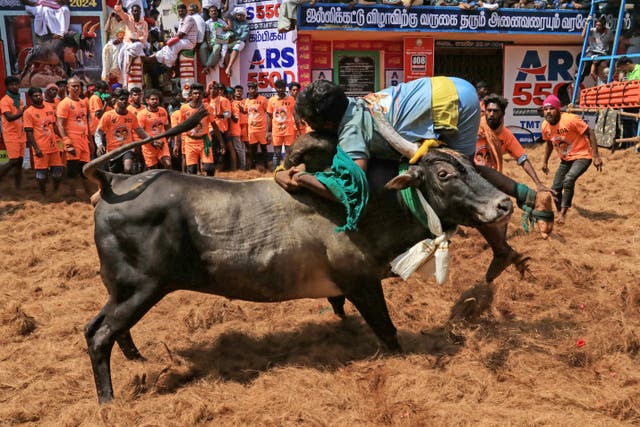<p>A participant tries to control a bull during an annual bull-taming festival 'Jallikattu' in the Alanganallur village of Madurai district on January 17, 2024</p>