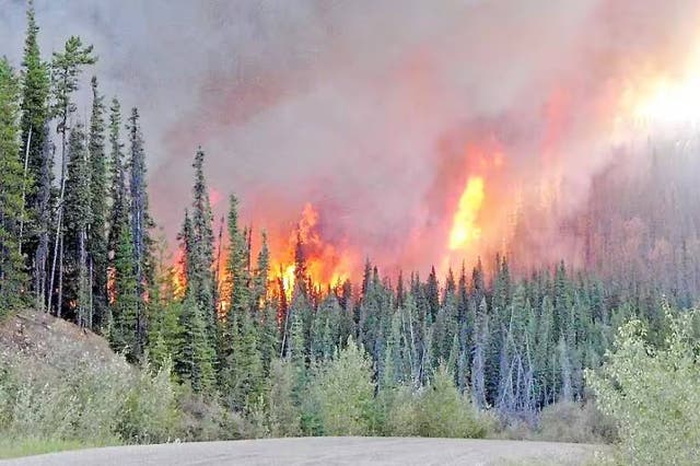 <p>Brian Paré, 38, told investigators that he started the blazes to ‘find out whether the forest was really dry or not”’ say prosecutors.</p>