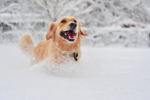 What to do with store dogs in extreme cold