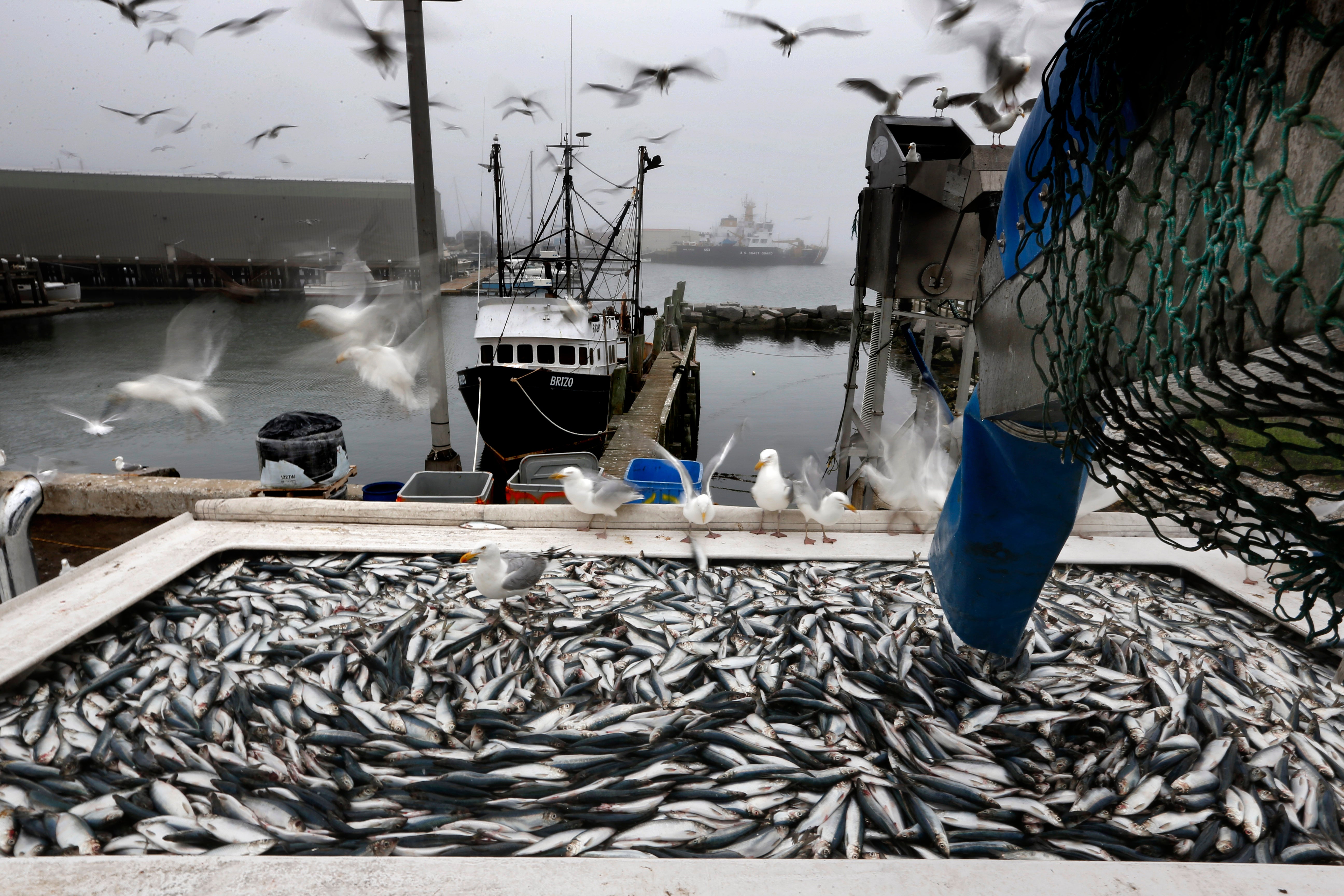 Herring are unloaded from a fishing boat in Rockland, Maine, July 8, 2015. The opportunity to reverse Chevron arose from a lawsuit between a disgruntled fishing company and the National Marine Fisheries Service. The fishing company resented a 2020 rule that forced them to pay for government-manded observers aboard their boats to monitor for overfishing