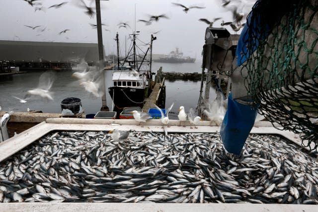 <p>Herring are unloaded from a fishing boat in Rockland, Maine on July 8, 2015</p>