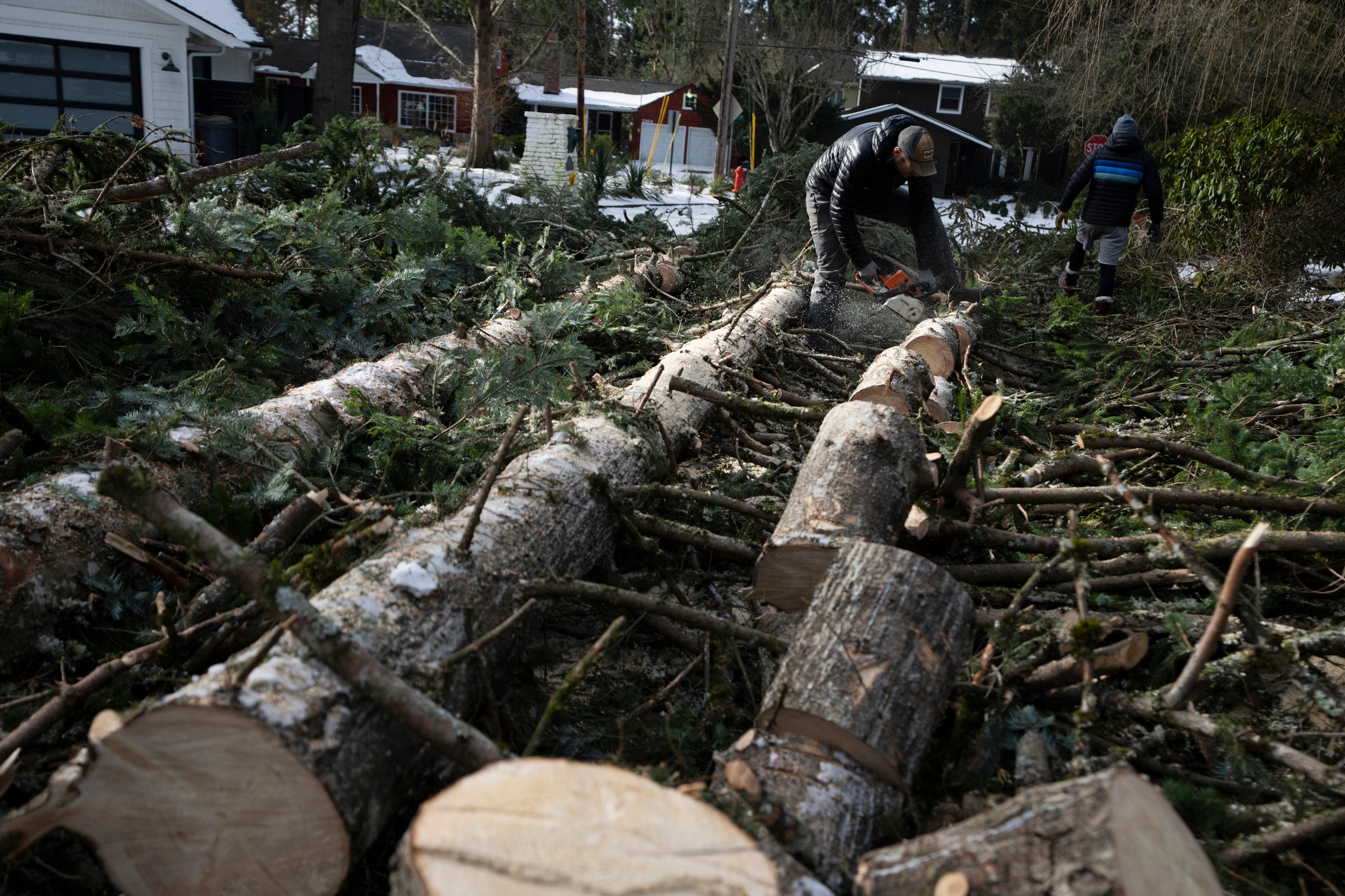 Downed trees pictured in Lake Oswego, Oregon on 16 January 2024