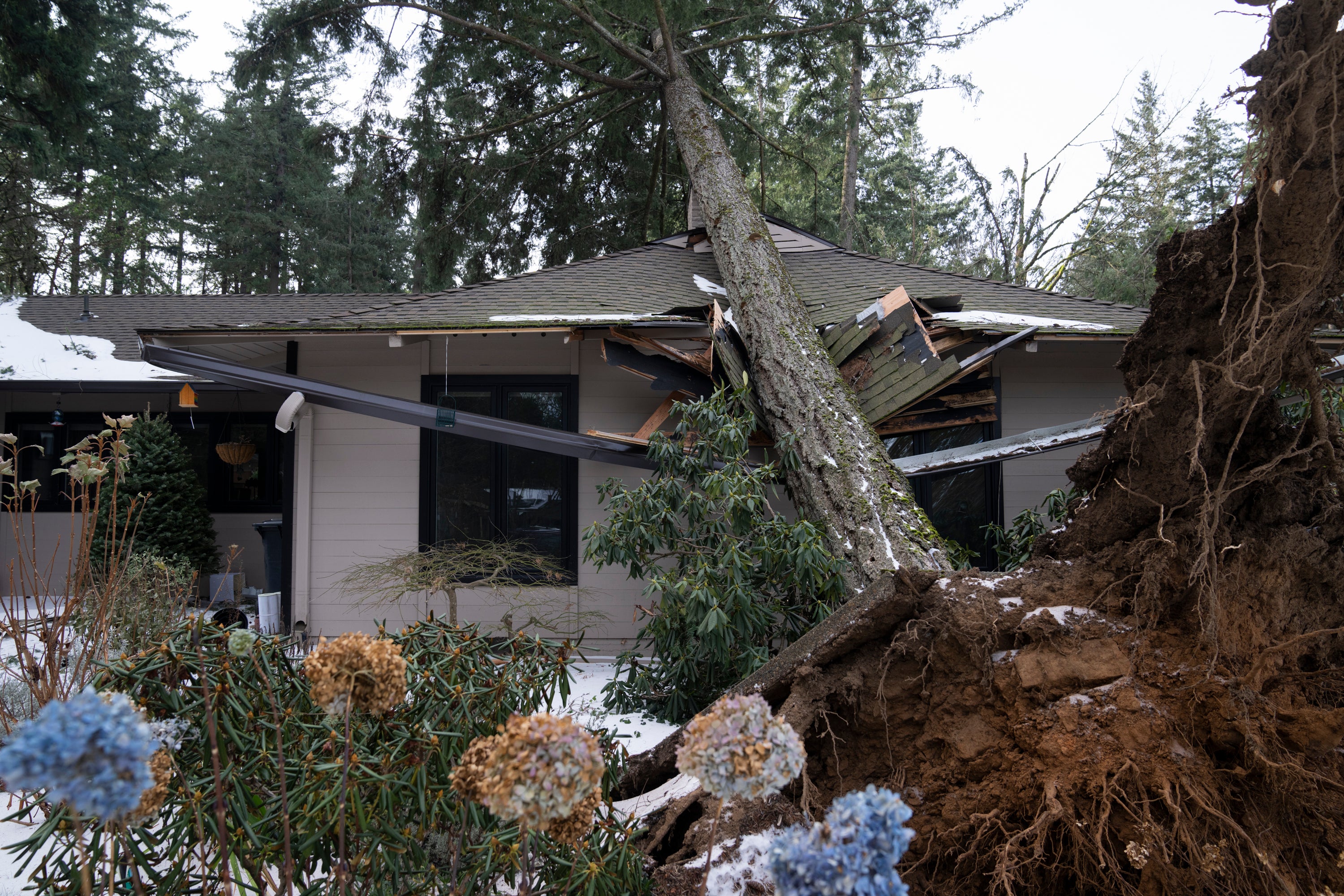 A downed tree rests on top of a home in Lake Oswego, Oregon