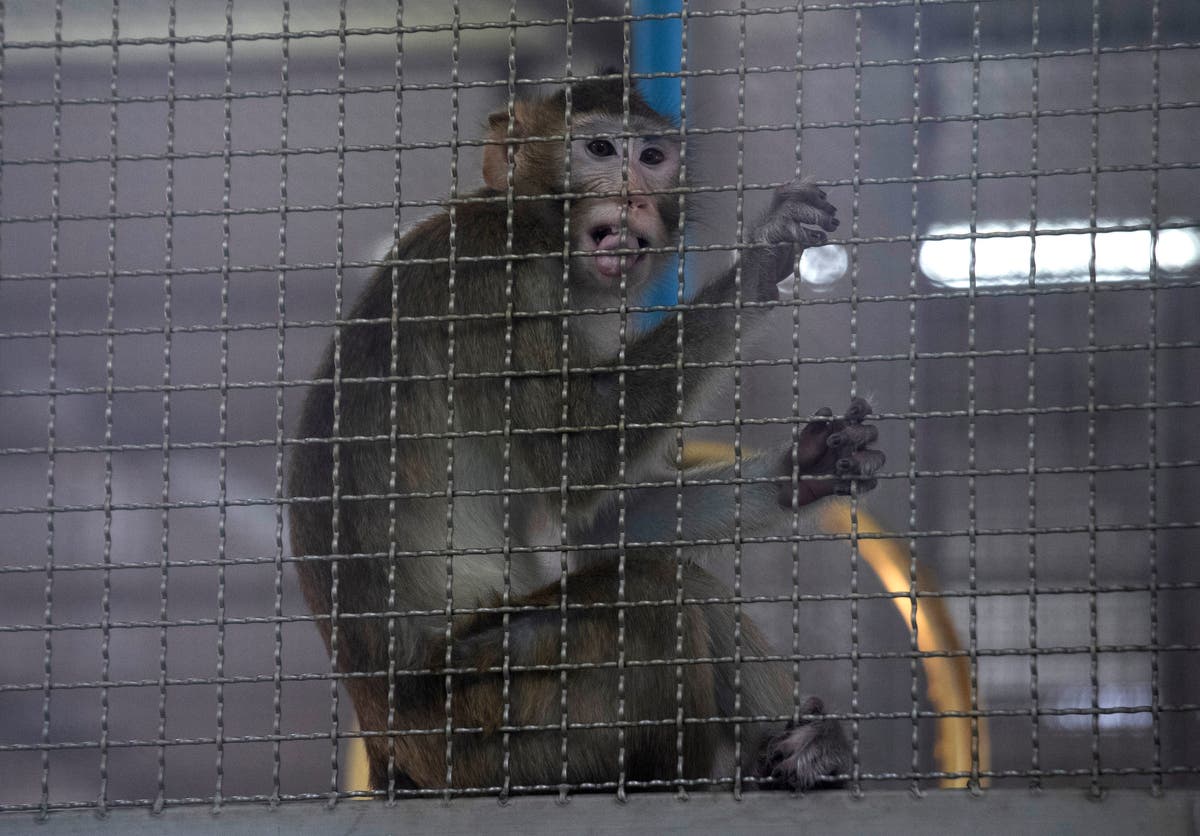 Plan for 0 million monkey-breeding facility in southwest Georgia draws protest