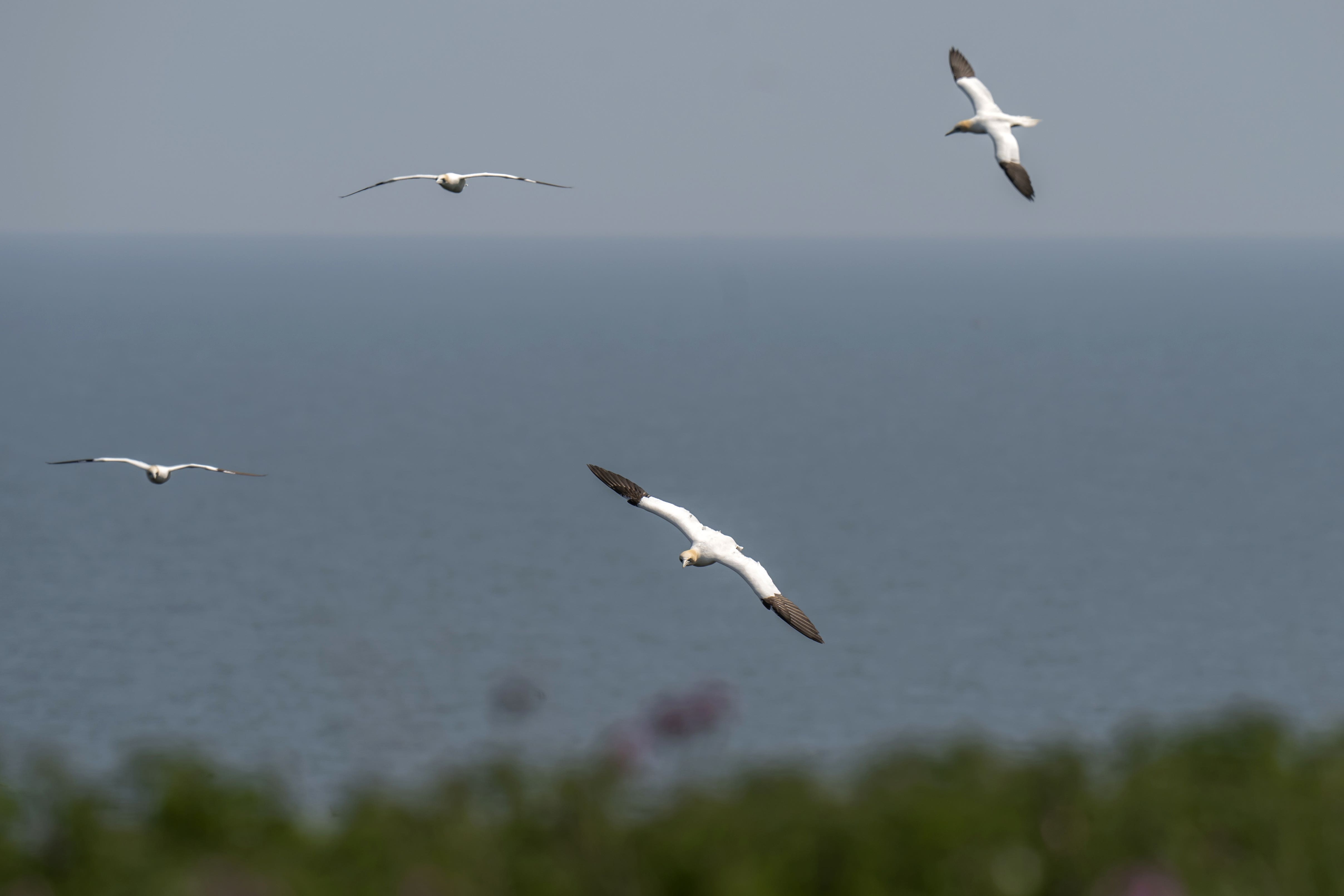 <p>File image: UK wildlife remains in a steady state of decline, report says </p>