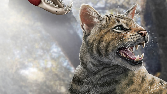 <p>Artist reconstruction of prehistoric cat species unearthed in Spain</p>