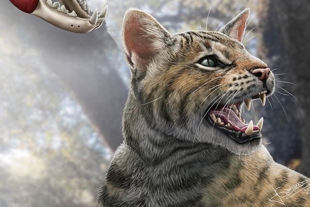 <p>Artist reconstruction of prehistoric cat species unearthed in Spain</p>