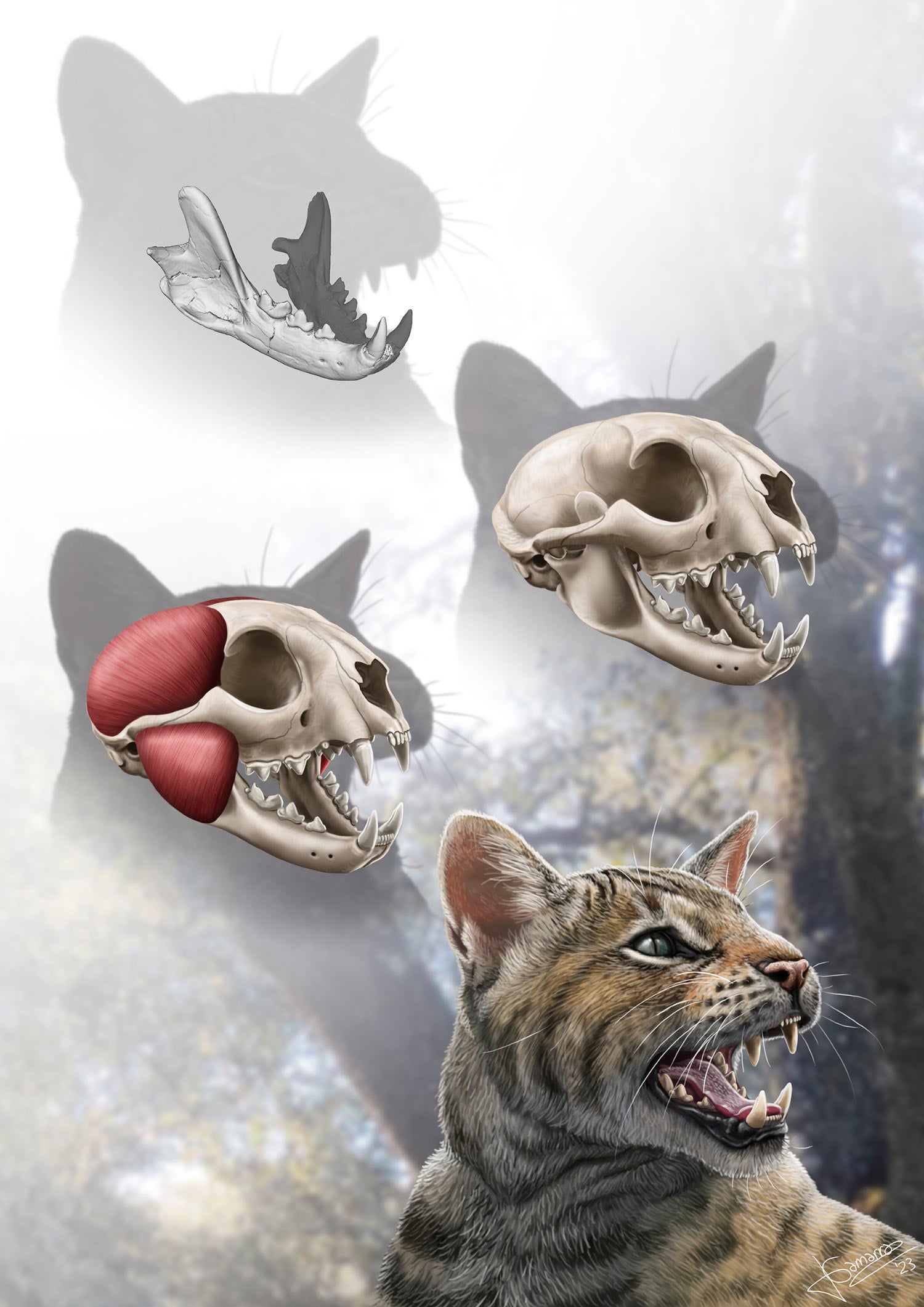 Reconstruction of the mandible, skull, masticatory muscles, and life appearance of Magerifelis peignei