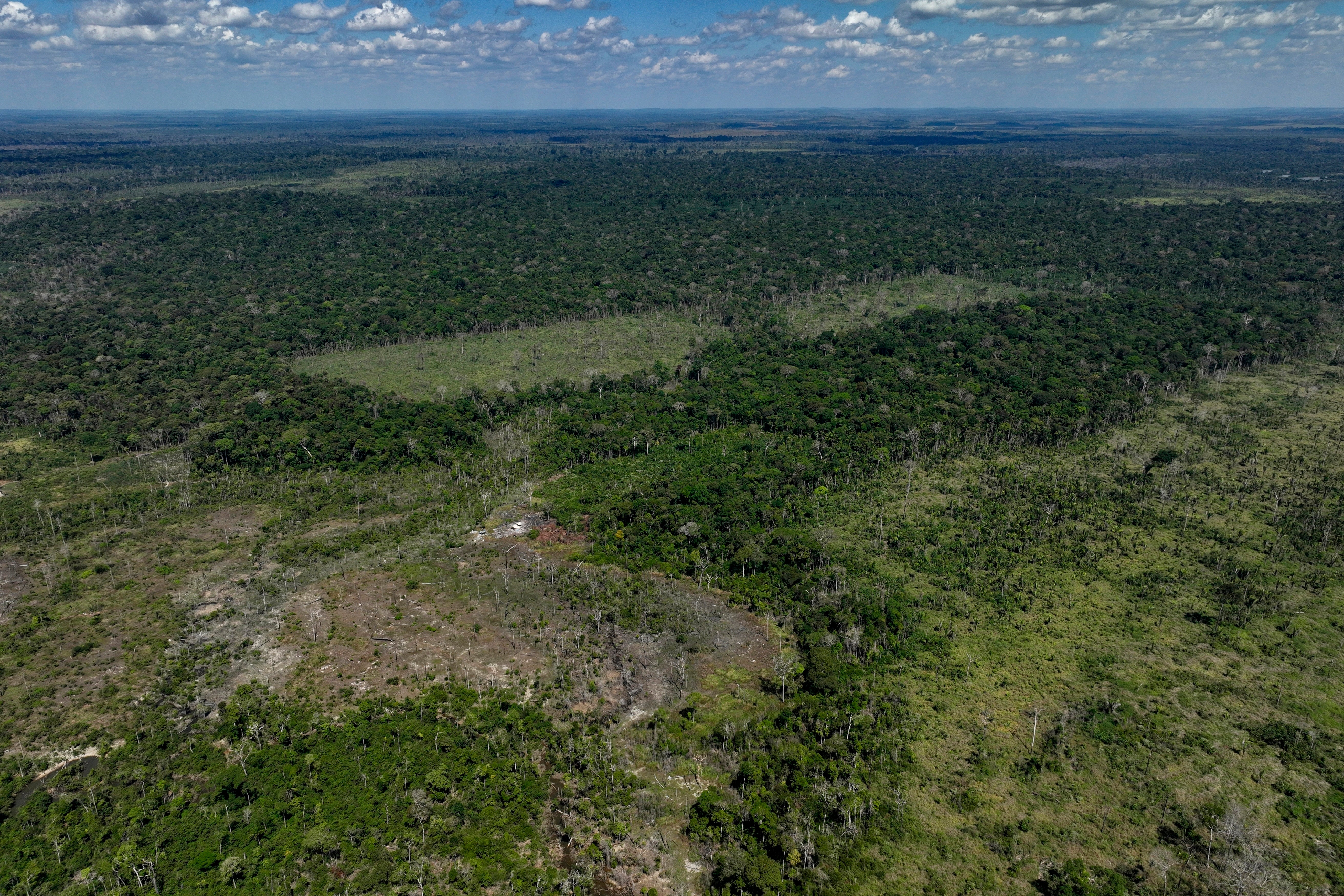 Illegall deforestation by land-grabbers and cattle farmers is a problem in Brazil
