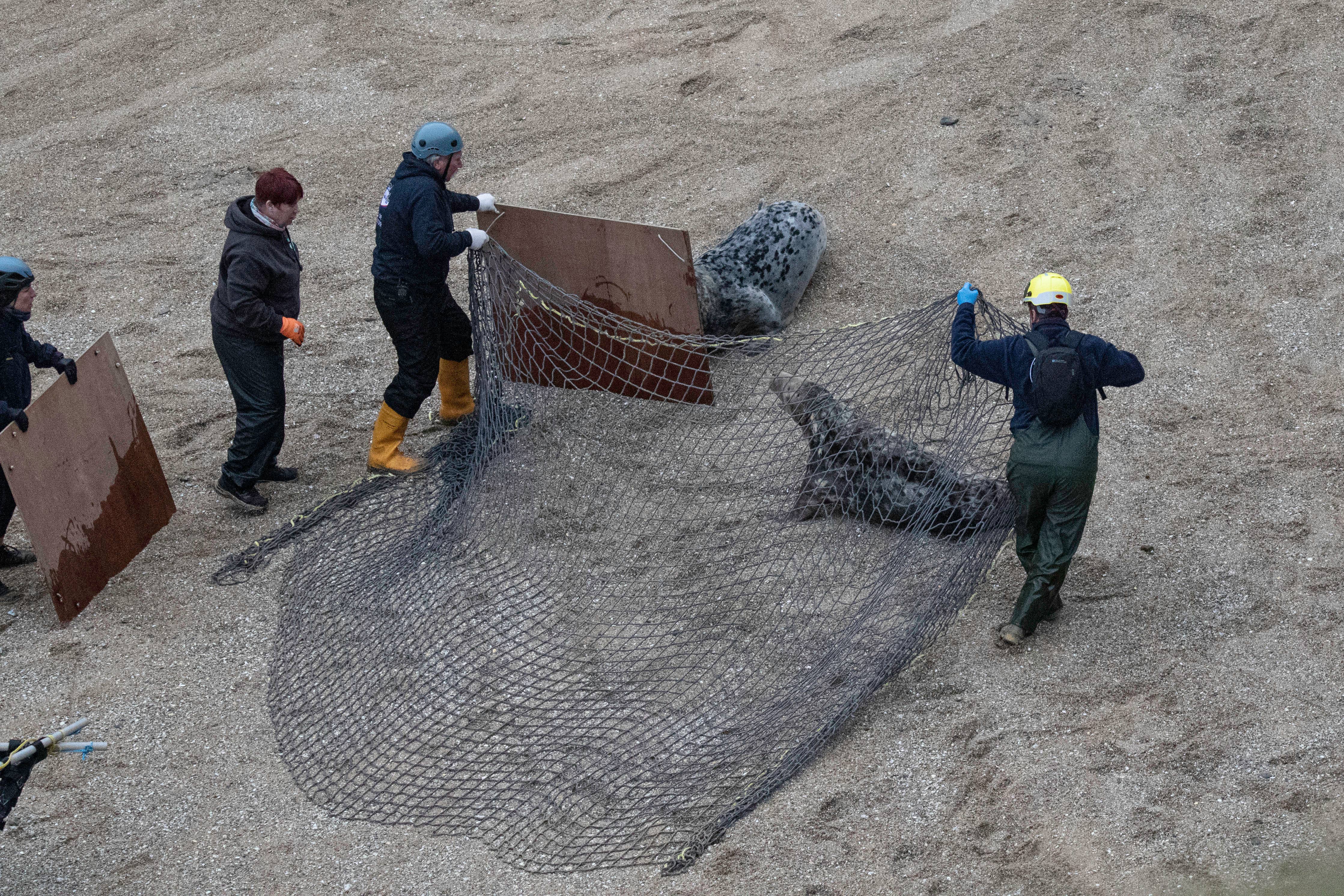 Conservationists move in to capture Commuter before removing the plastic ring (Andy Rogers/Seal Research Trust/PA)