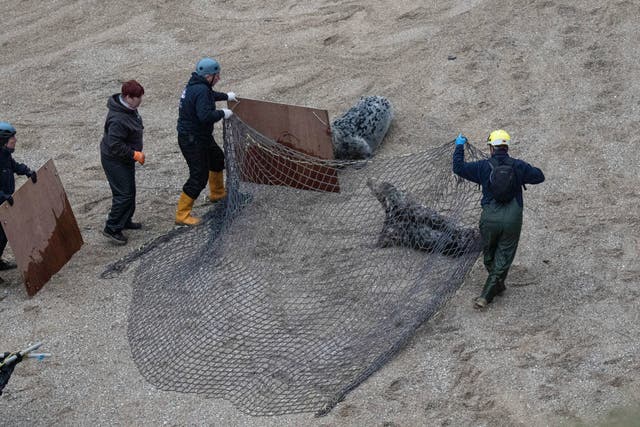 Conservationists move in to capture Commuter before removing the plastic ring (Andy Rogers/Seal Research Trust/PA)