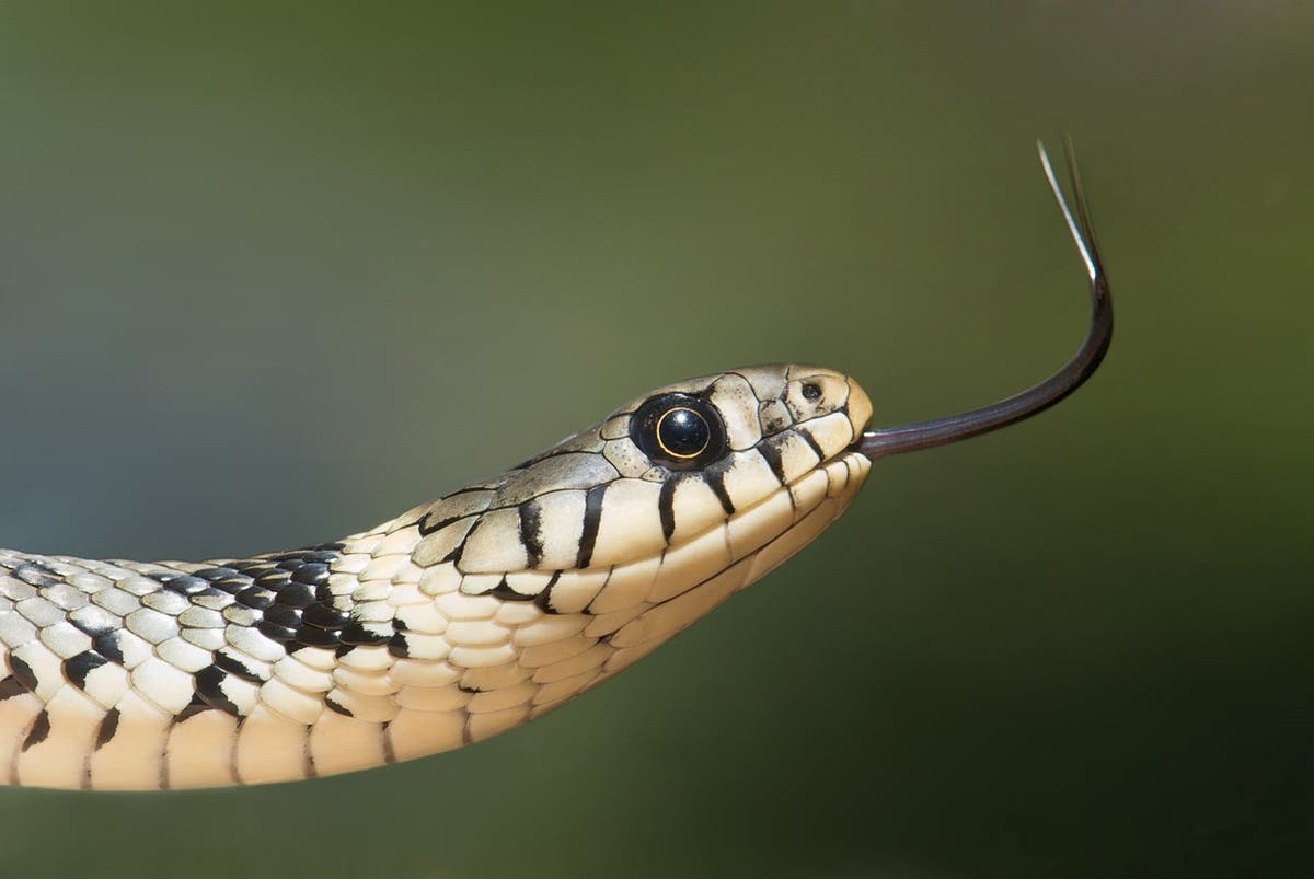 Passengers uncover reside snake on a airplane on AirAsia flight in Thailand