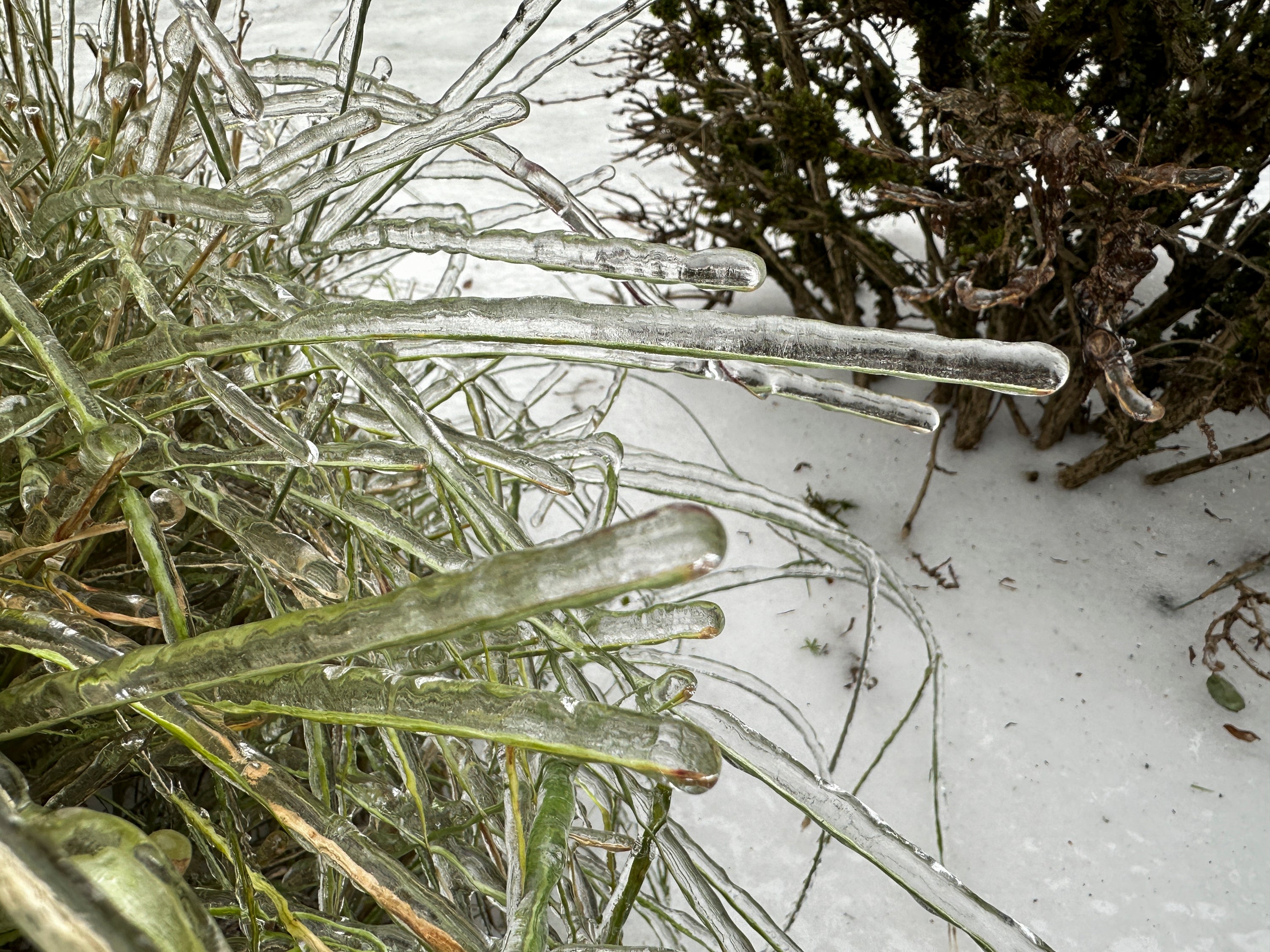 Ice covers a plant in Oregon