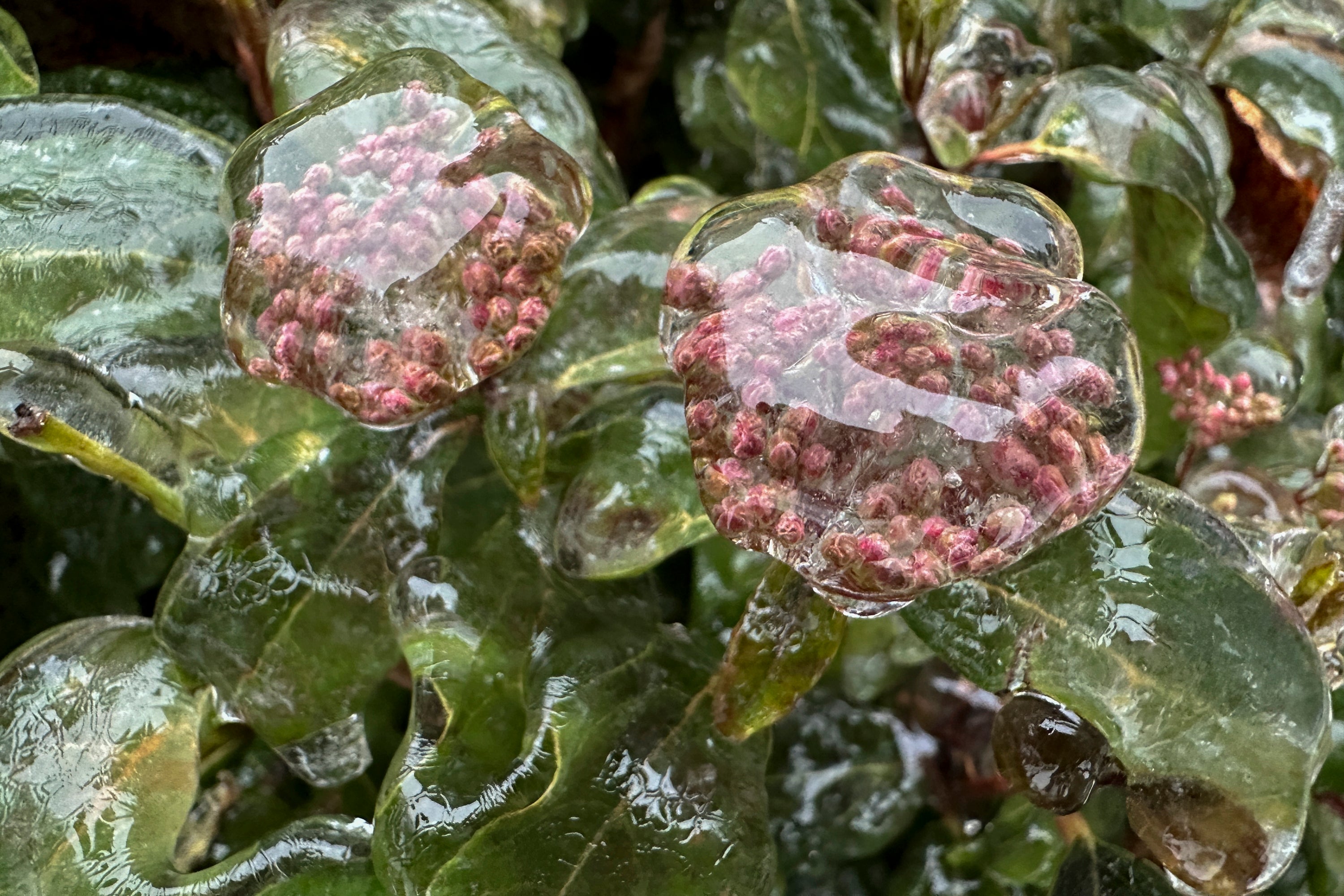 Ice covers flowers on Wednesday, Jan. 17, 2024, in Lake Oswego, Oregon