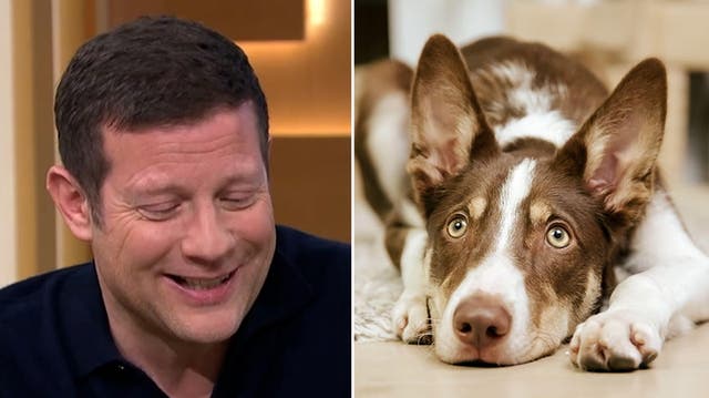 <p>This Morning’s Dermot O’Leary struggles to keep straight face during dogs ruining sex life discussion.</p>