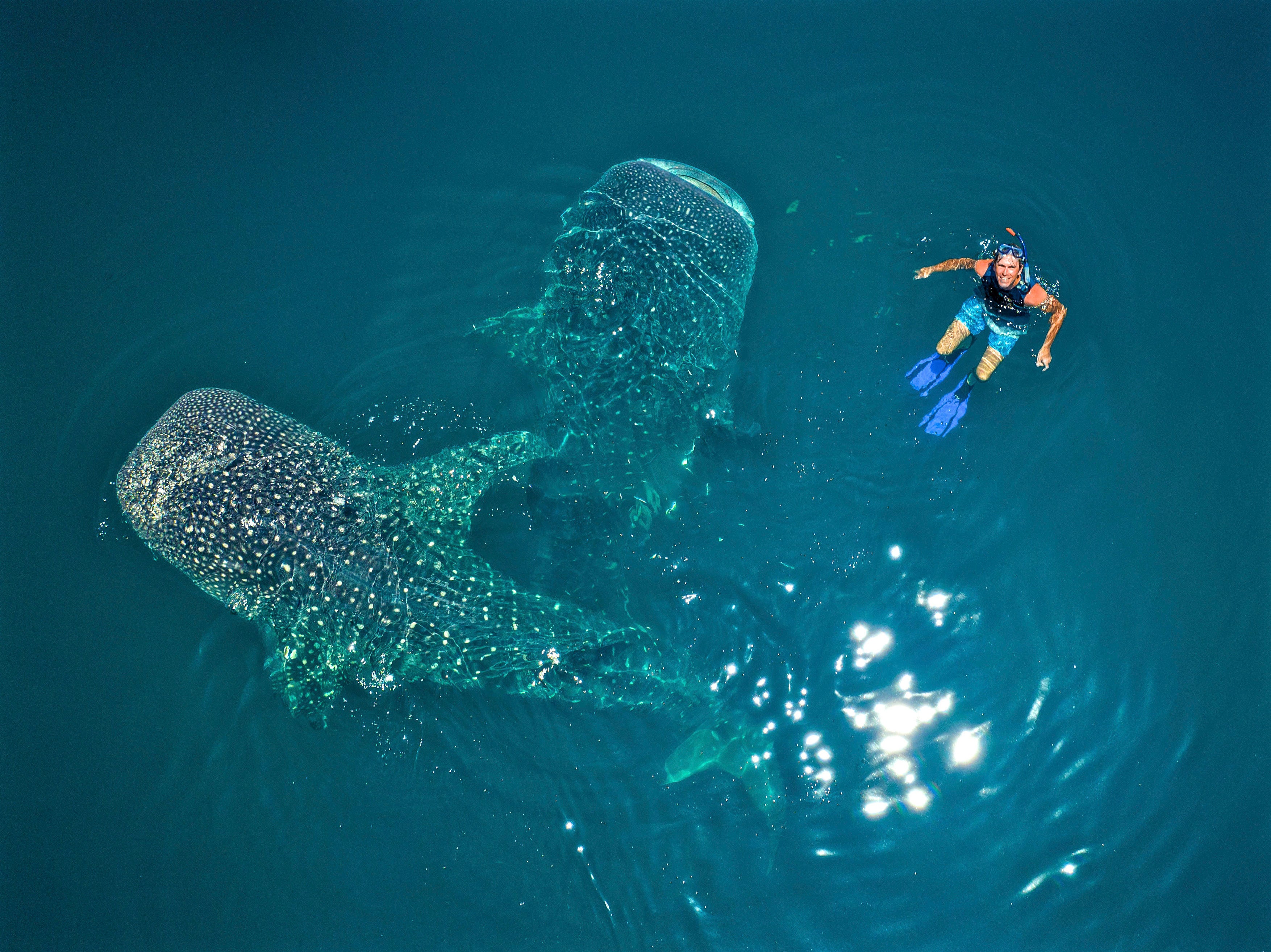 Reeve diving with whale sharks in the waters of the Coral Triangle