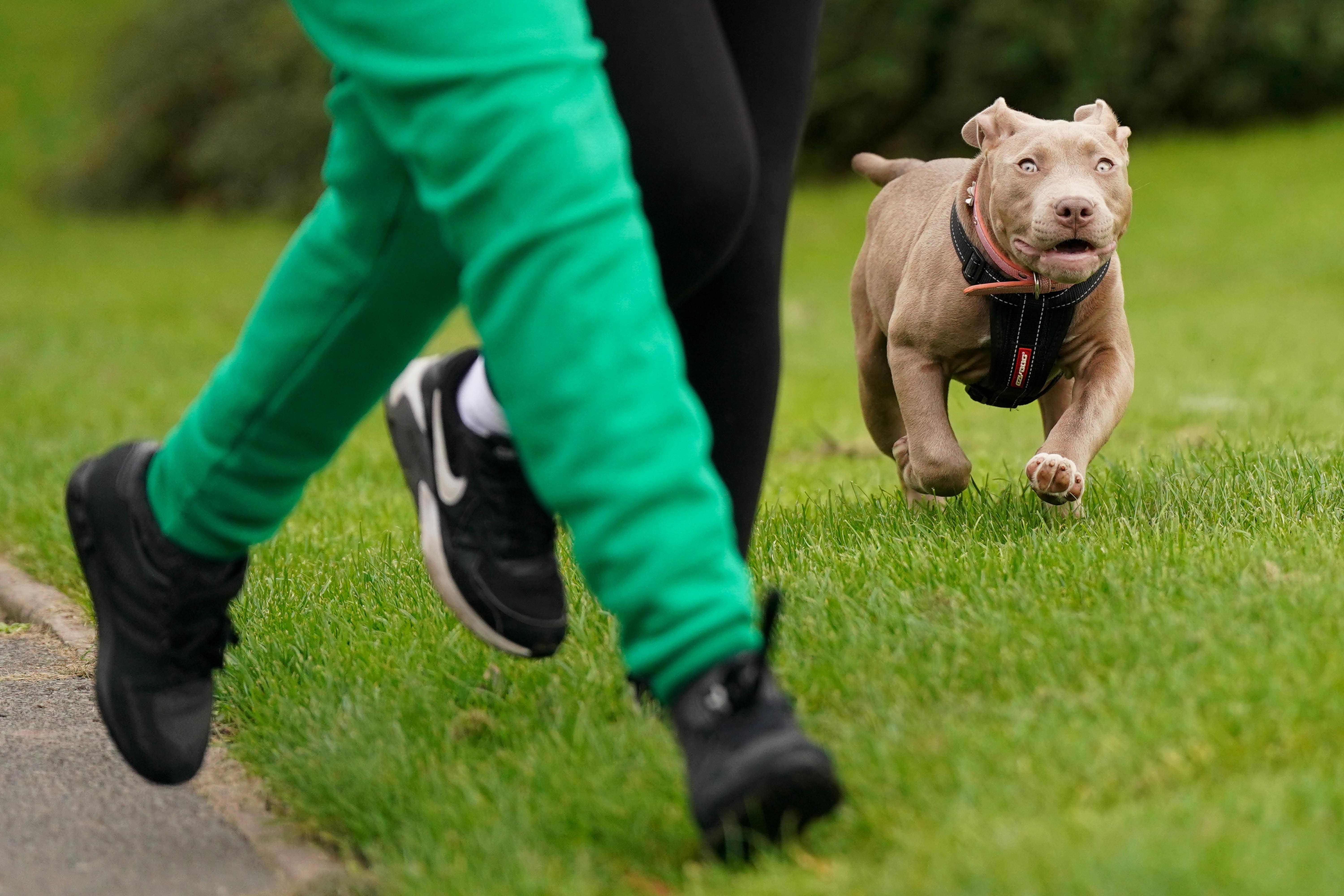 King store bully dog