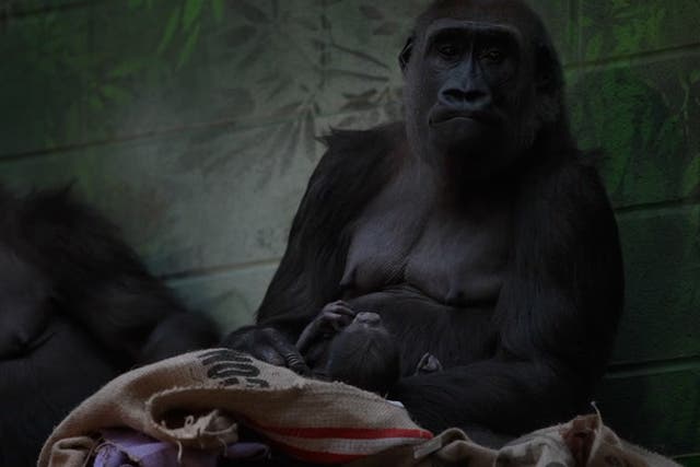 <p>Mother cuddles newborn endangered gorilla after 17-minute birth at London Zoo.</p>
