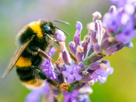 Bumble bee on a lavender spike (stock image)