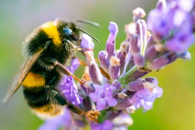 <p>Bumble bee on a lavender spike (stock image) </p>
