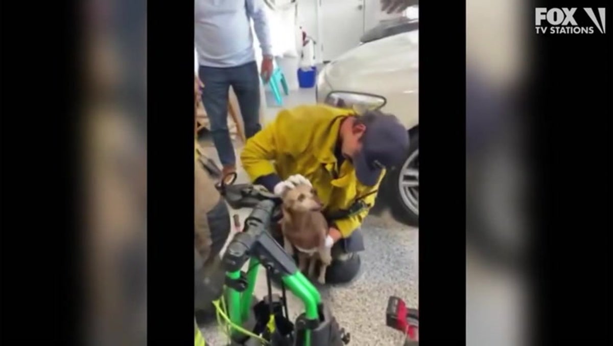 Dog freed by LA firefighters after head gets stuck in golf cart wheel