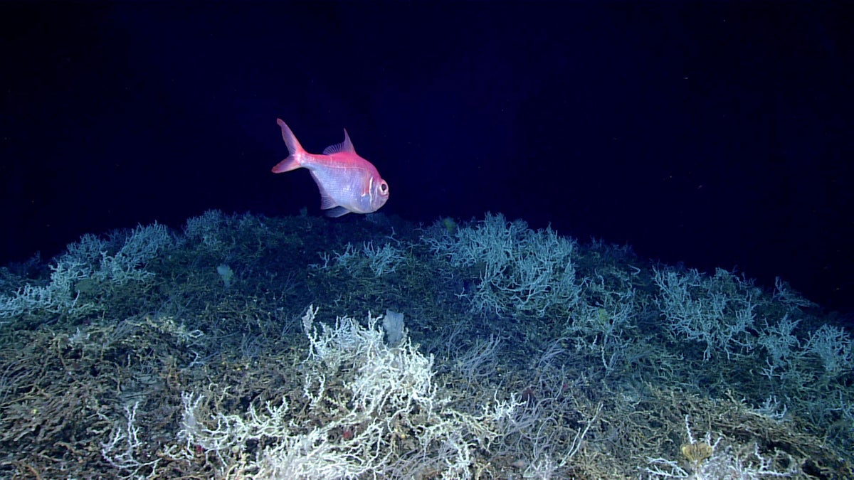 Largest deep-sea coral reef to date is mapped by scientists off the US Atlantic coast