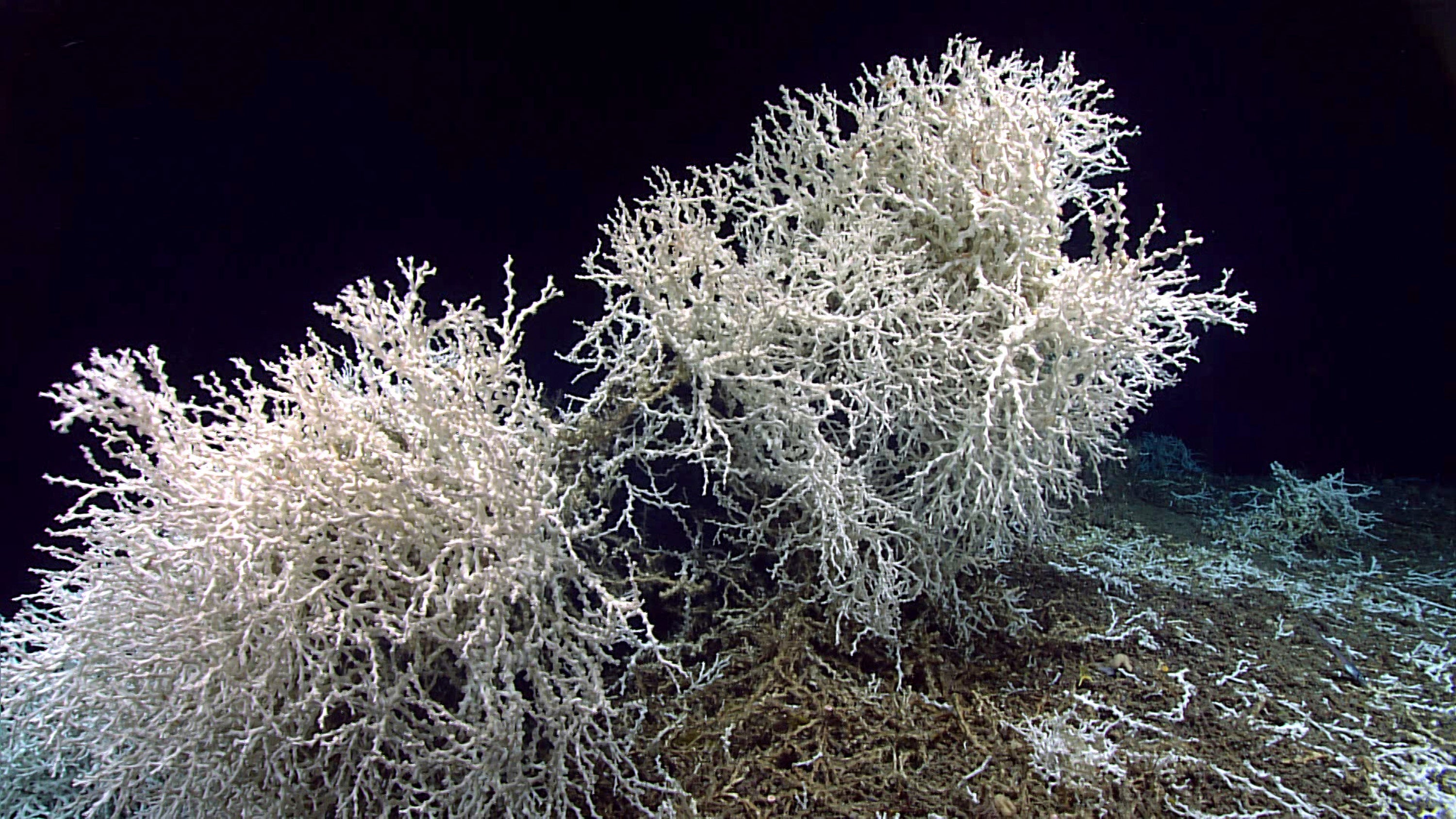 The structures are formed by deep-water hard corals, commonly referred to as "white corals" due to their lack of colour, belonging to the Lophelia pertusa and Madrepora oculata species