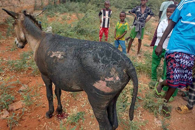 Kenya Donkey Cart Bomb