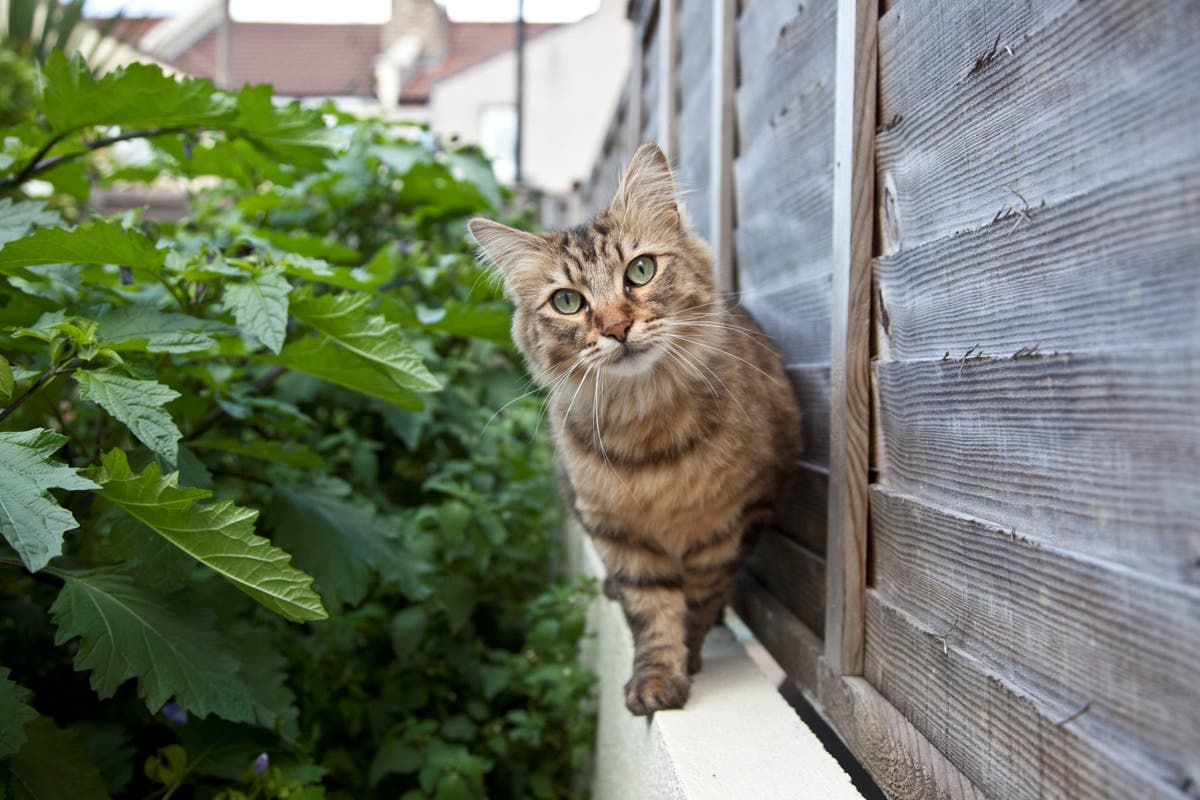 Cat and dog thieves to face five years in prison under new criminal offence