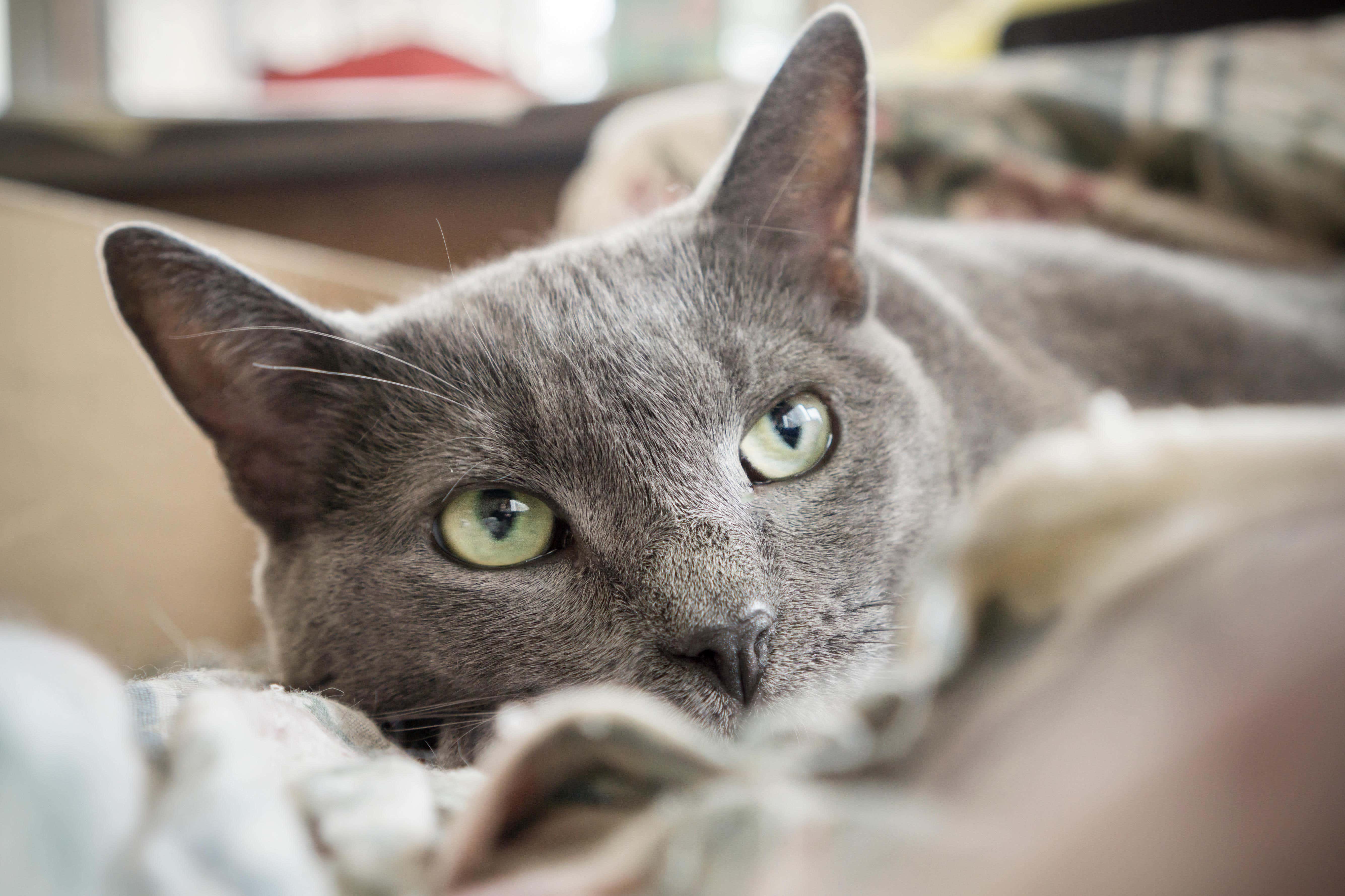 Pensioners and others who believe they are providing a home for stray cats will not be criminalised under proposed pet abduction laws, MPs have heard (Alamy/PA)