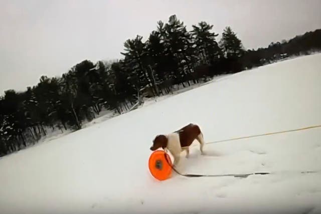 Lake Rescue Helpful Dog