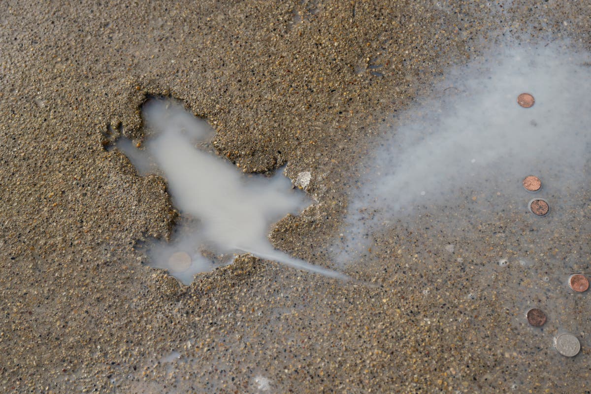 Dirty rat! Culprit fills in Chicago neighborhood landmark known as the rat hole
