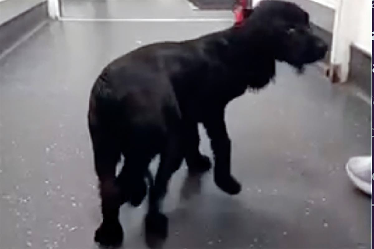 Six-legged spaniel undergoes surgery to remove extra limbs and adjusts to life on four paws Six-legged spaniel undergoes surgery to remove extra limbs and adjusts to life on four paws