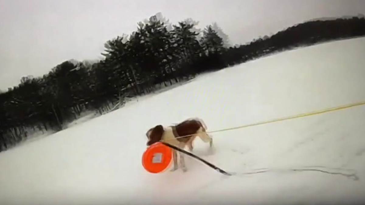 Dog teams up with officer to rescue owner from frozen Michigan lake